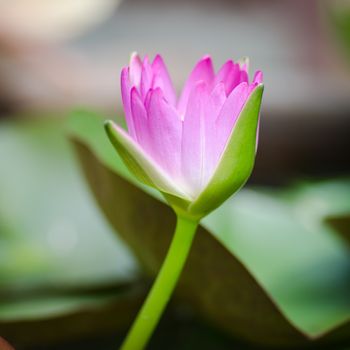 colorful of purple water lily