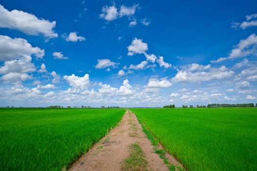 Green Rice field way on the field background cloud cloudy