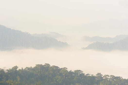 Beautiful floating fog landscape in rain forest after rain storm,Thailand.