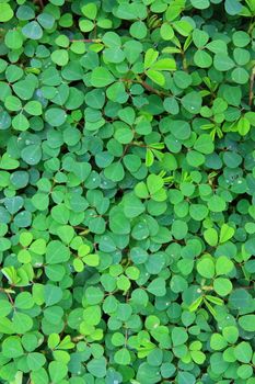 Picture of green leafs on the ground of a garden