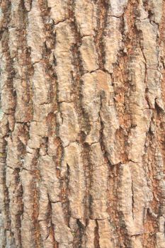 The picture of old tree bark background 