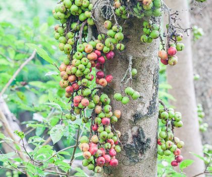 Wild fruits in asia rain forest.
