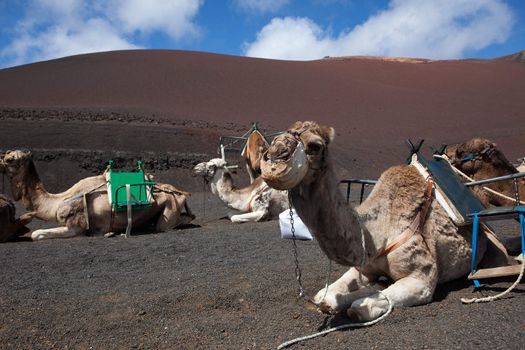 The picture belongs to a series of pictures from the holiday island of Lanzarote