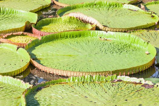 Lotus leaf characteristics and bloom will be larger