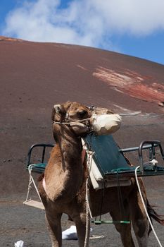 The picture belongs to a series of pictures from the holiday island of Lanzarote