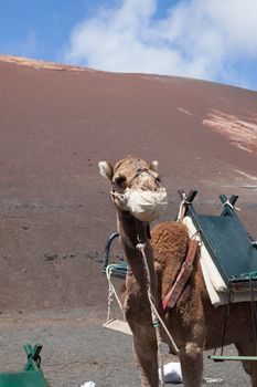 The picture belongs to a series of pictures from the holiday island of Lanzarote