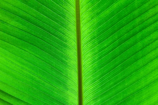 Abstract of banana leaf background