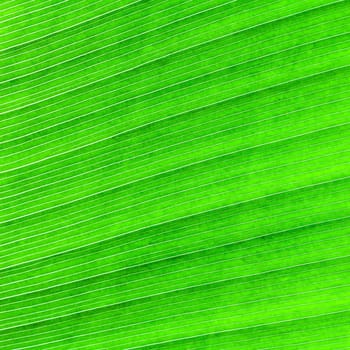 Abstract of banana leaf background