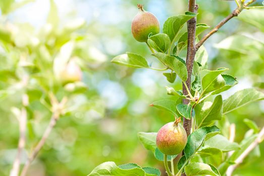 Peach Tree, ripening fruits on a tree