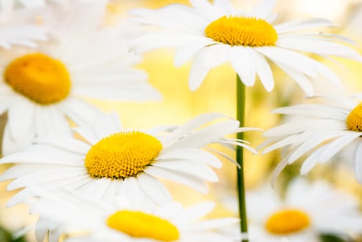 Grunge stained paper background with camomile afield