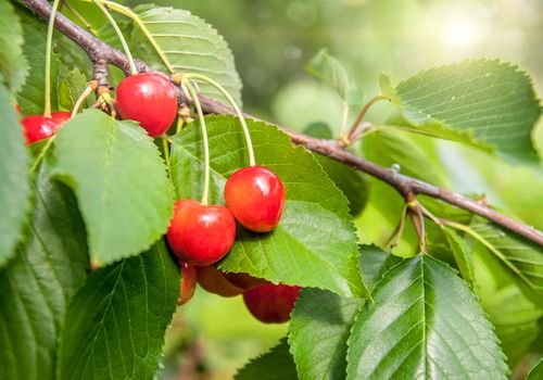 Red and sweet cherries on a branch just before harvest in early summer