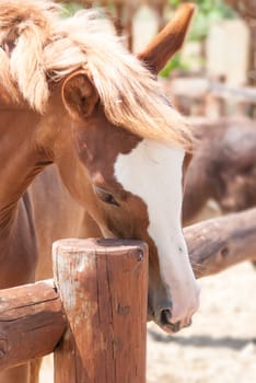 A beautiful brown horse looks over the fence