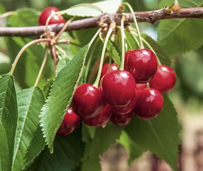  Red cherry on a tree in the garden