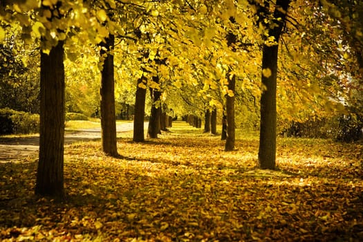 autumn avenue in park