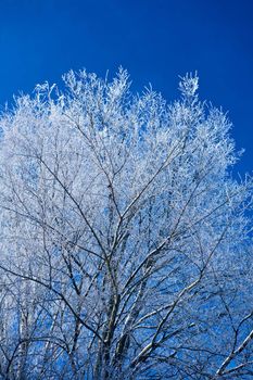 Winter tree