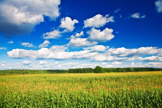countryside field corn