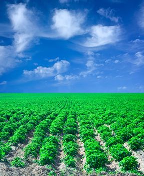 field of potato with blue sky 