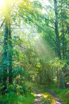 forest road in morning
