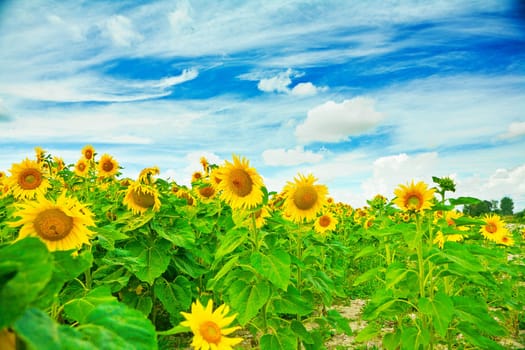on sunflower  field