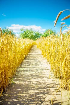 on wheat field