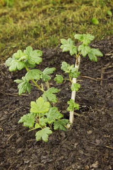 Sapling gooseberry planted in the spring in the garden