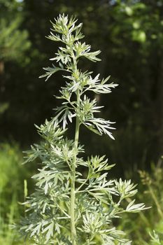 Wormwood in a forest glade is illuminated by the sun