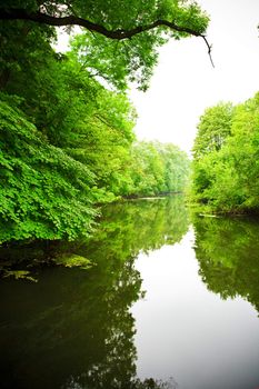 river in forest