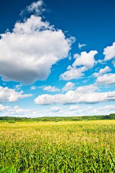 view on corn field