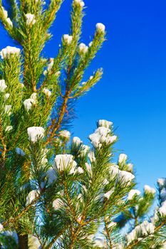 winter pine tree