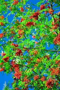 Ashberry
