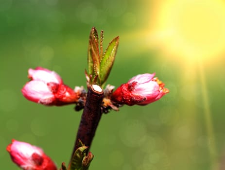 Spring blossom: branch of a blossoming apple tree on garden background
