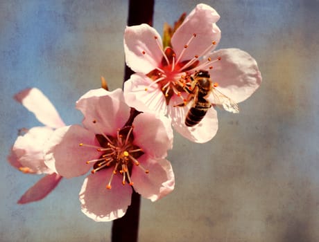 textured old paper background, bee collects honey on a flower