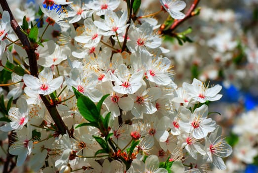 Spring blossom: branch of a blossoming apple tree on garden background