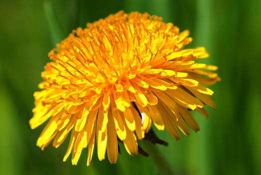Beautiful spring flower background