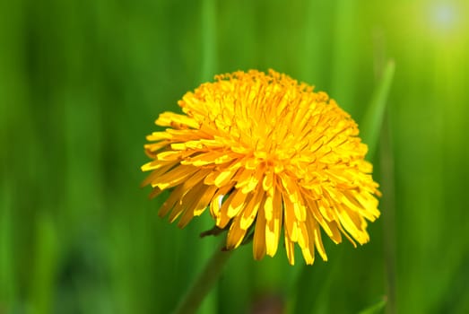 Beautiful spring flower background
