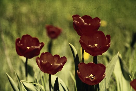 Red tulips, textured paper background
