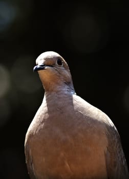 portrait of young pigeon.