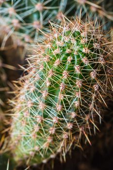 Close up of oblong shaped cactus with long thorns