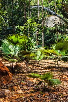 tropical jungles of South East Asia. Thailand