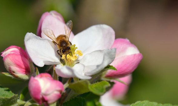 Busy Bee in an apple blossom