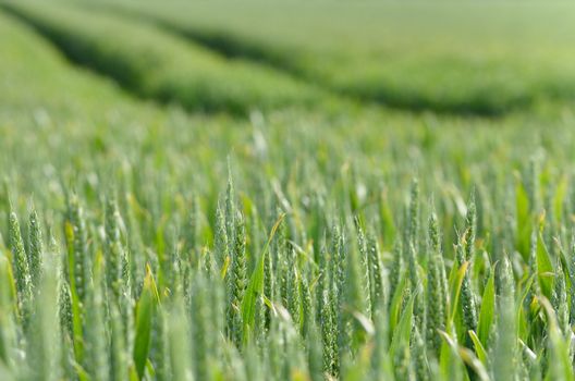 Wheat field in June