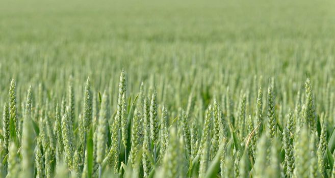 Wheat field in June