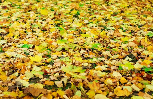 capet of fallen autumn foliage