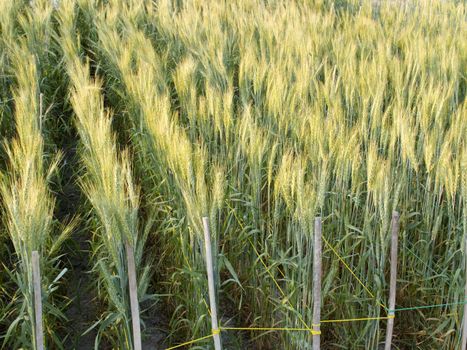 Green barley field in the evening