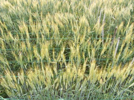 Green barley field in the evening