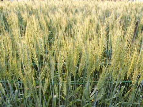 Green barley field in the evening