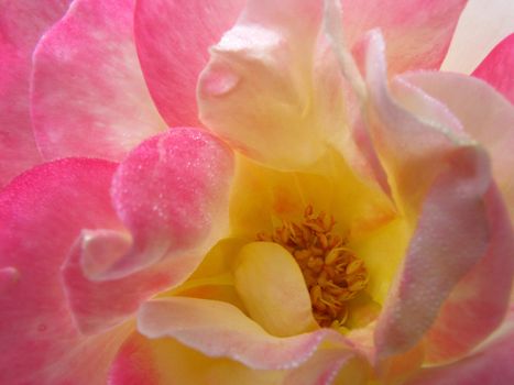 Close up pollen of big pink rose 