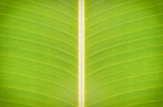 Abstract texture banana leaves in background.