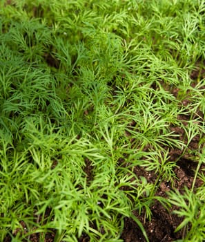 some small plants growing inside of a greenhouse