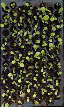 some small plants growing inside of a greenhouse